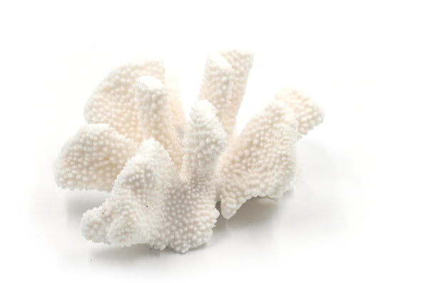 Premium Decor Cauliflower Coral - Pocillopora eydouxi